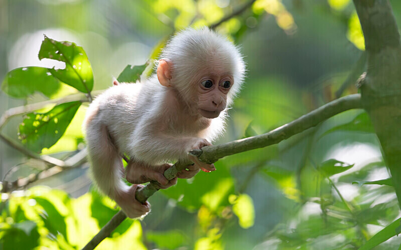 Stump-tailed Macaque baby - Hollongapar wildlife sanctuary North East India 2025