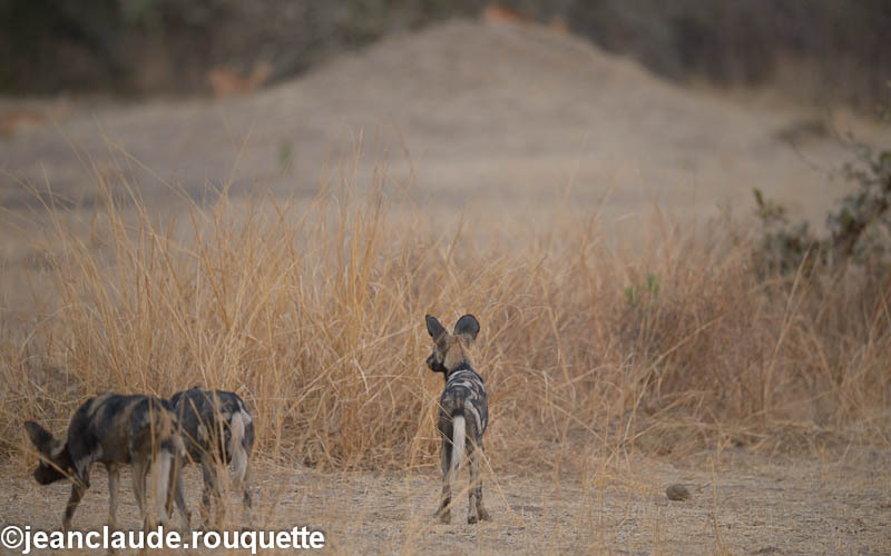 It's time to hunt! - South Luangwa 2014 (Zambia)