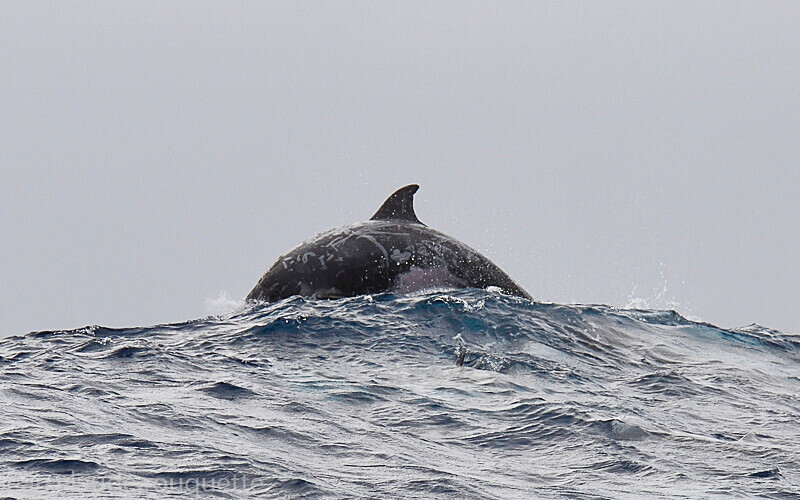 Dauphin de Risso - Azores (2019)