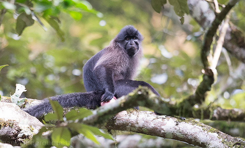 Kibale - Uganda 2016