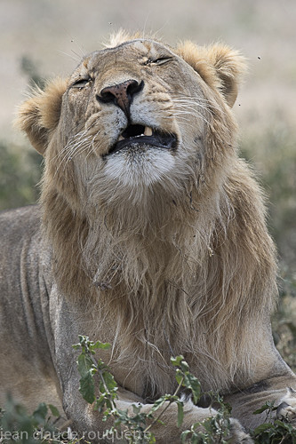N'Dutu - Serengeti N.P. and N'Gorongoro Tanzania 2018