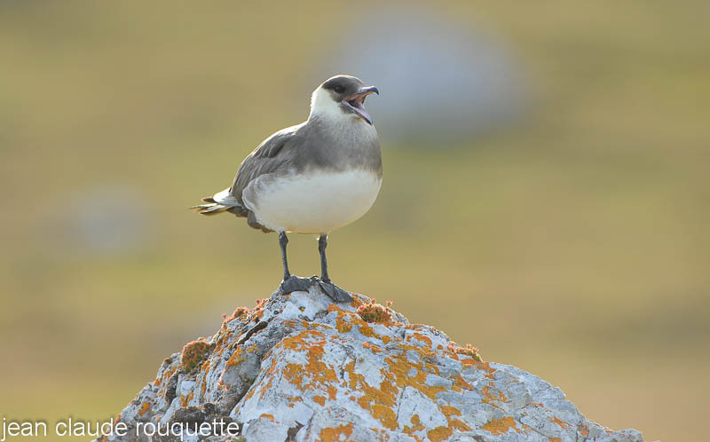 Long tailed skua. - Svalbard et Norvège 2011