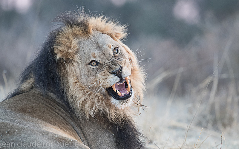  - Kgalagadi transfrontier park (2017)