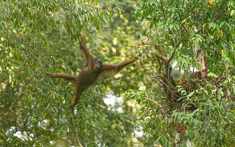 Danum valley - Sabah avril 2024 Borneo Malaisie