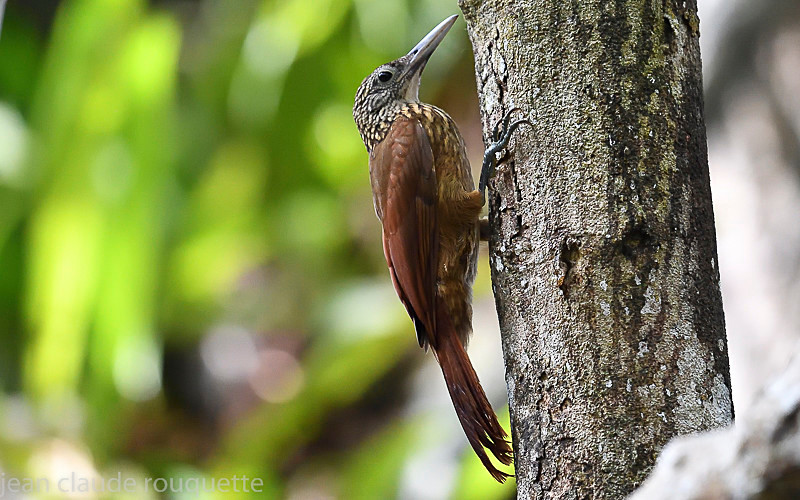 Long-billed woodcreeper - Mamiraua (brésil 2018)