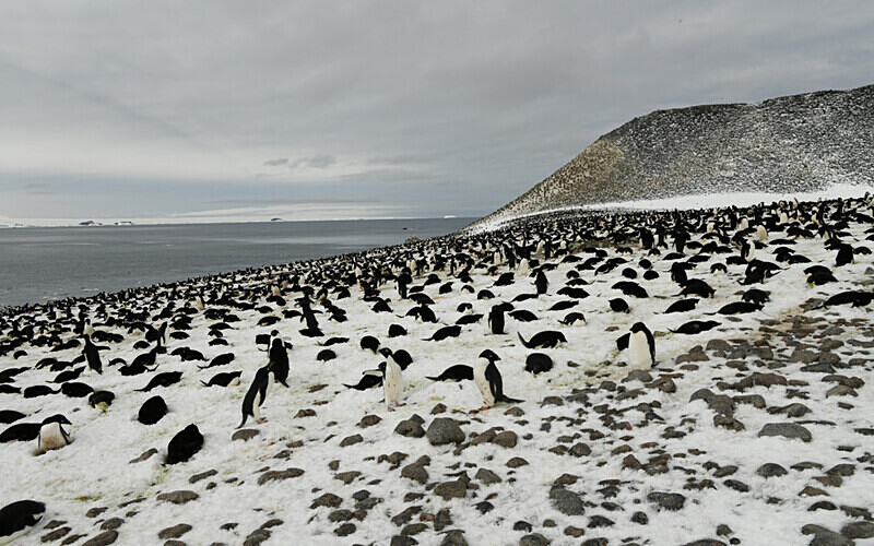 Adelie Penguins colony - Ushuaïa Malvinas South Georgia Antartica Peninsula