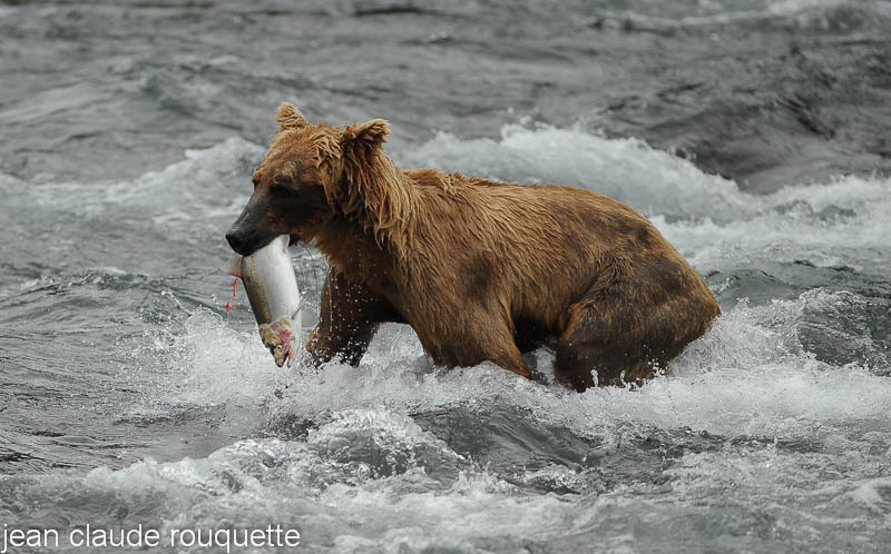Amelia takes her first salmon of the day - Katmaï National Park ( Alaska 2010)