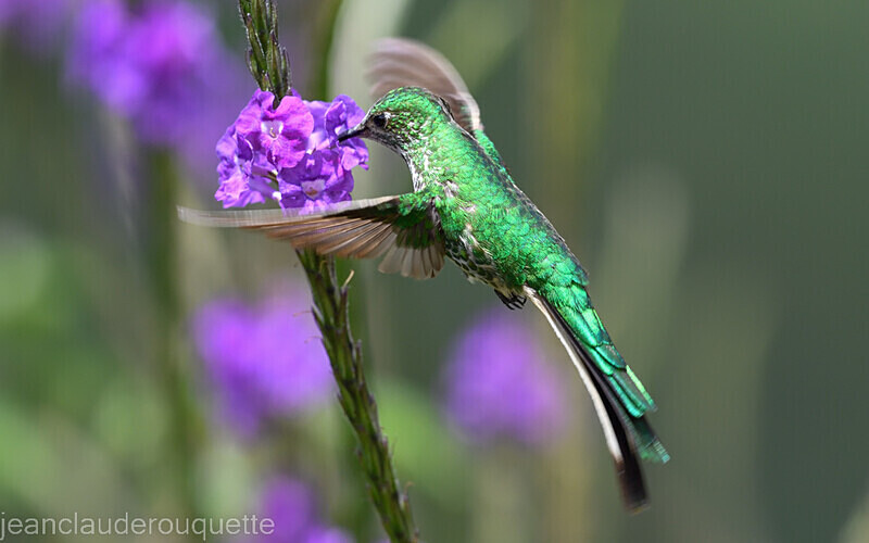 Green-Tailed Trainbearer - Huembo lodge  2022 Colibris du Pérou