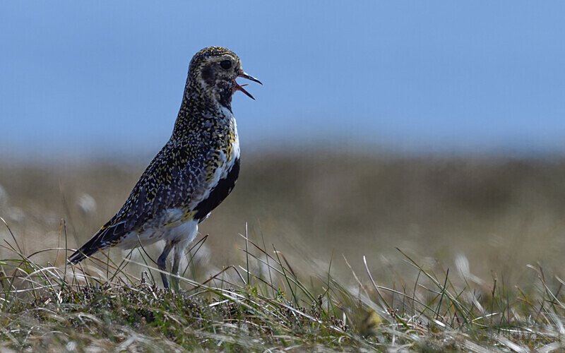 Golden Plover - Shetlands and Cairngorn national park (Scotland)