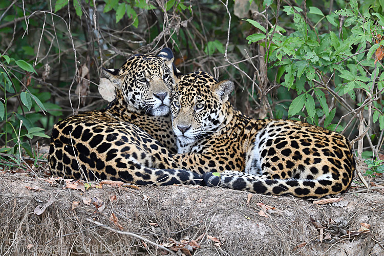  - Pantanal 2018 Porto Jofré