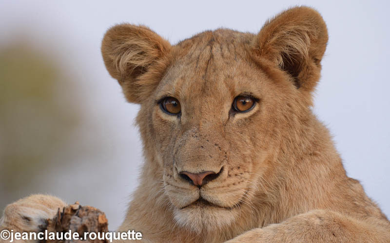 Young lion - South Luangwa N.P. Zambia 2013