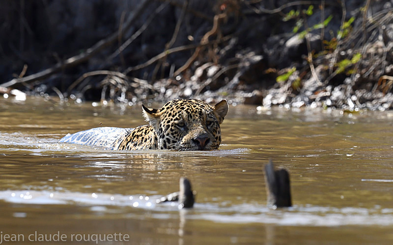 - Pantanal 2018 Porto Jofré