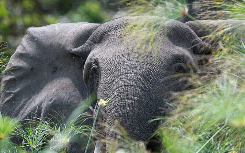  - Loango national park (Gabon 2024)