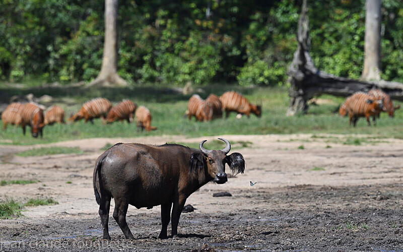  - Dzanga Sangha National Park (République Centrafricaine) 2019