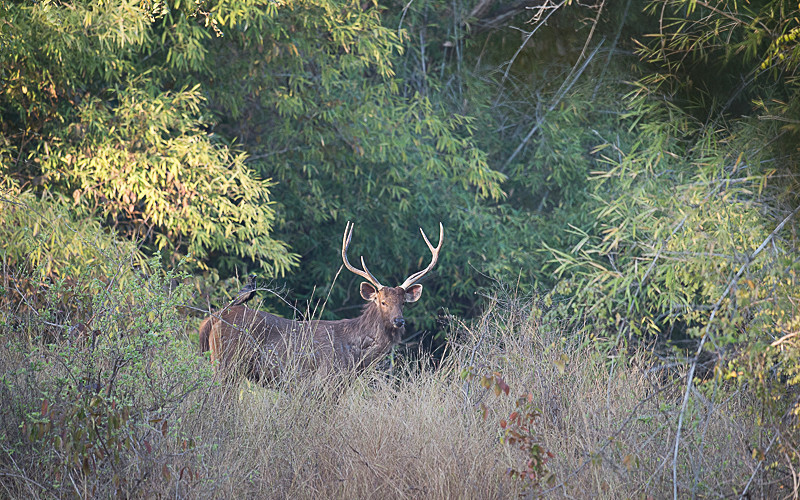  - Tadoba national park 2017