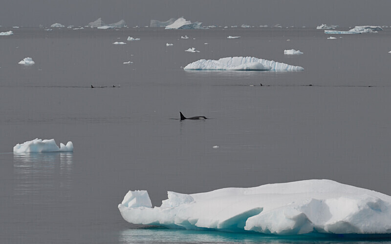  - Ushuaïa Malvinas South Georgia Antartica Peninsula
