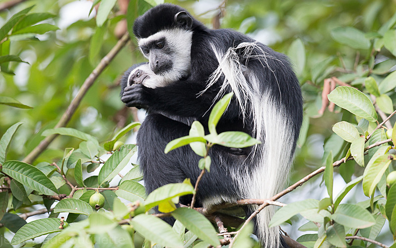 Kibale - Uganda 2016