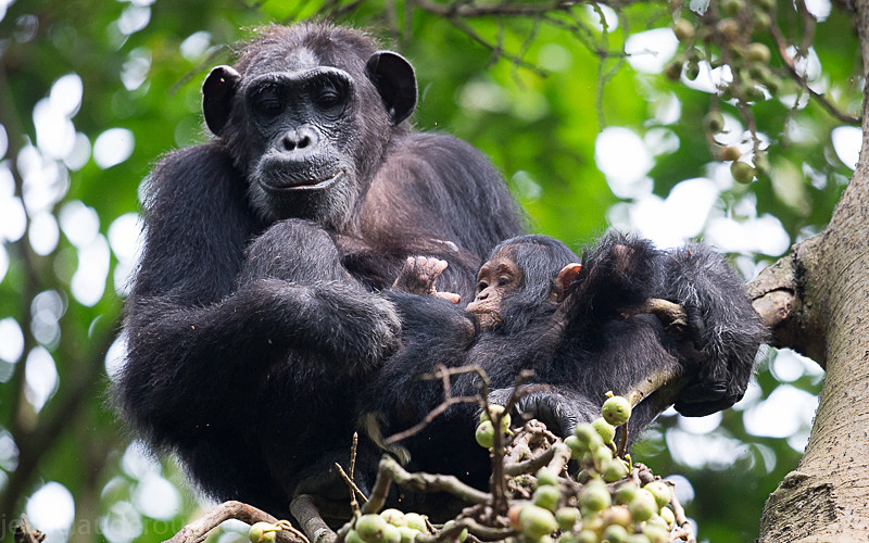 Kibale - Uganda 2016