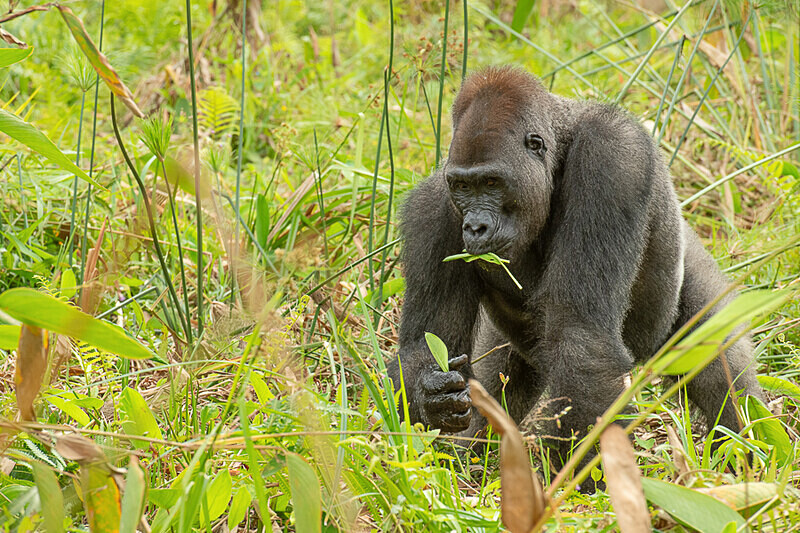 Silver back - Loango national park (Gabon 2024)