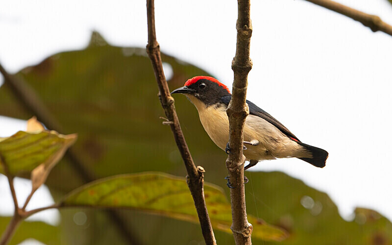 Scarlet-backed Flowerpecker - Manas National Park North East India 2025
