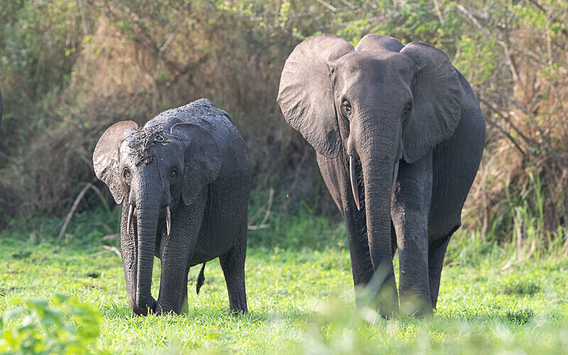  - Loango national park (Gabon 2024)