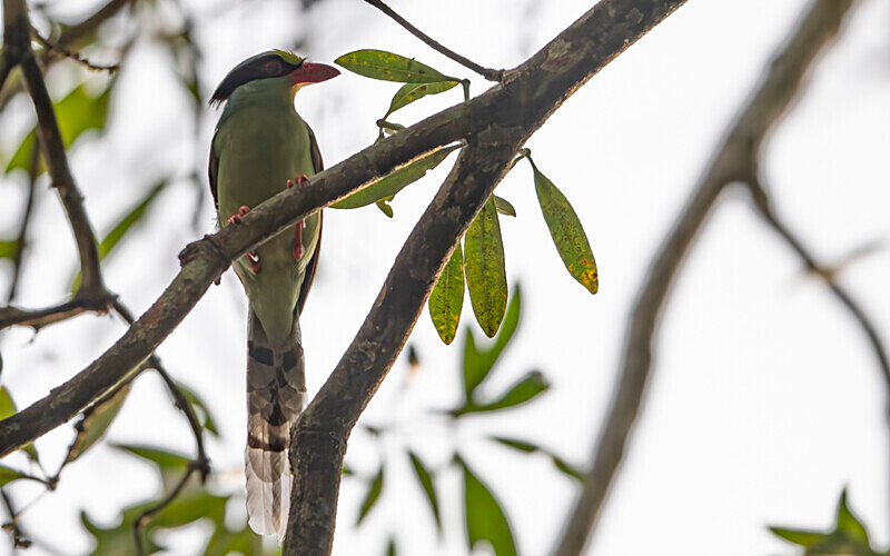 Common Green Magpie - Manas National Park North East India 2025