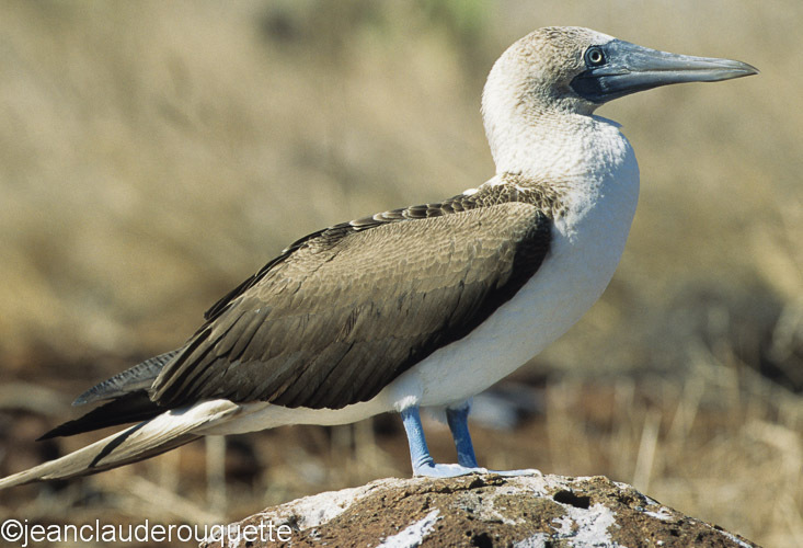Blue-footed Booby (Isabela island) - The Galapagos islands, Ecuador 2008