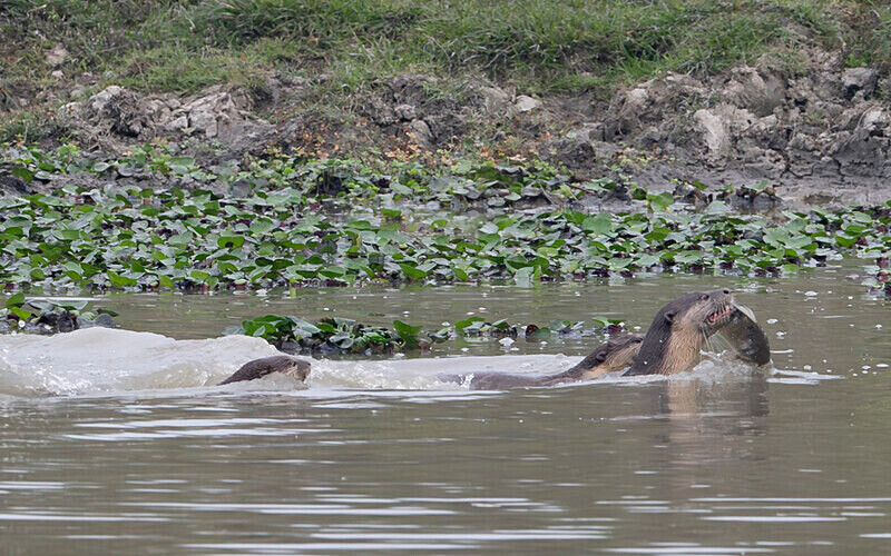 Otters family with a fish - Kaziranga National Park Noth East India 2025