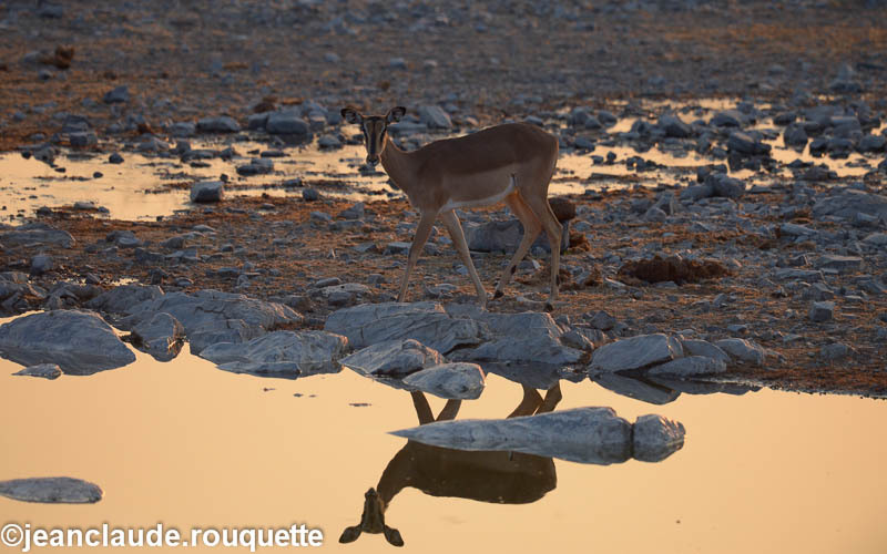 Halali camp - Etosha N.P.(Namibia 2013)