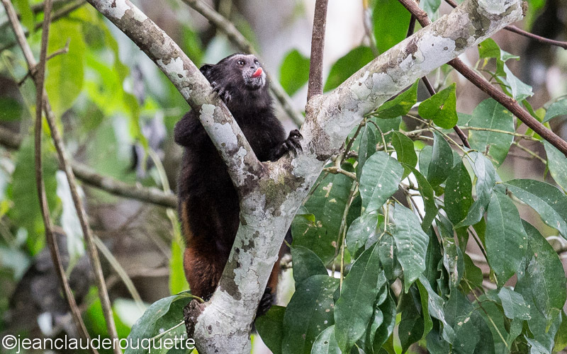Tamarin Monkey - Manu national park (Peru 2015)