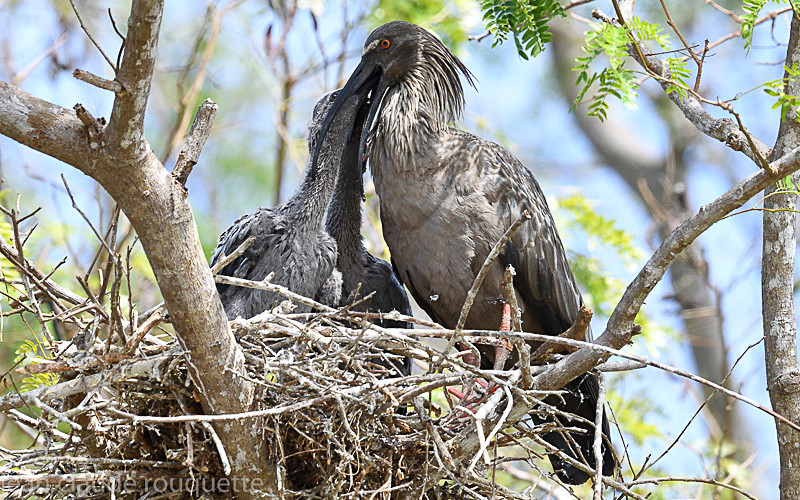 Plumbeus Ibis - Pantanal 2018 Porto Jofré