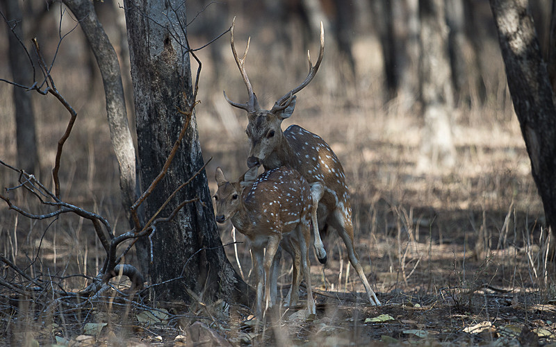  - Ranthambhore 2017