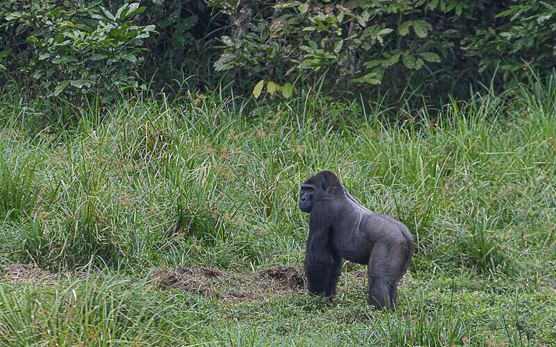 Silver back - Ivindo national park (Gabon 2024)