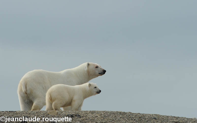 Mother and cub on the top of the hill - North Canada 2012