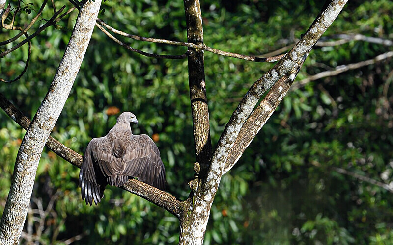 Tabin wildlife reserve - Sabah avril 2024 Borneo Malaisie