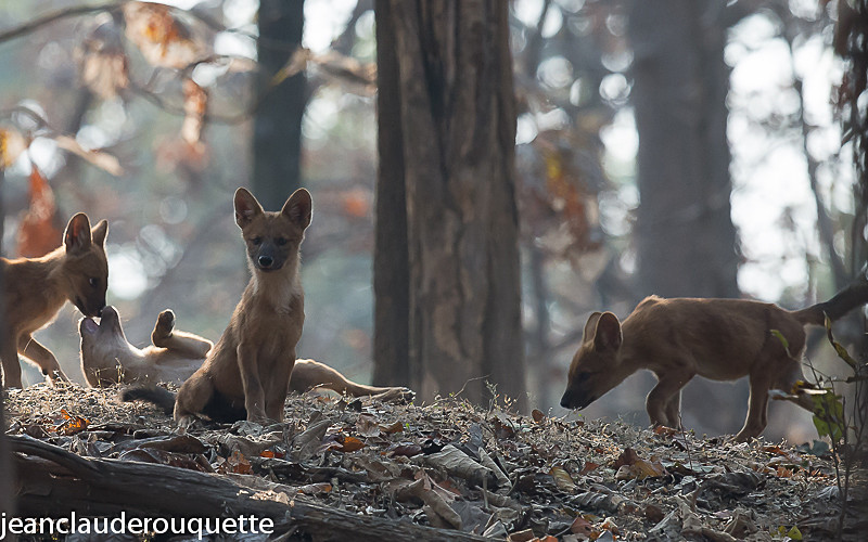 Cubs - Pench national park (India 2016)