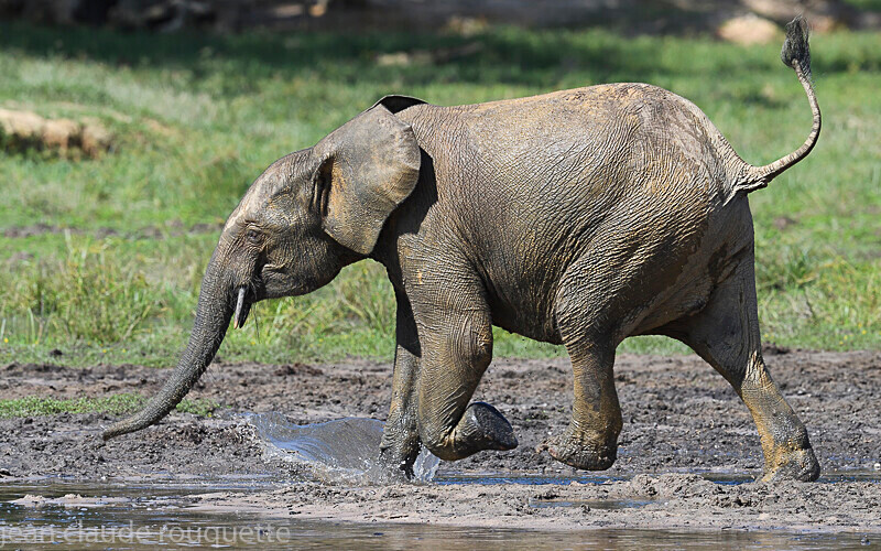  - Dzanga Sangha National Park (République Centrafricaine) 2019