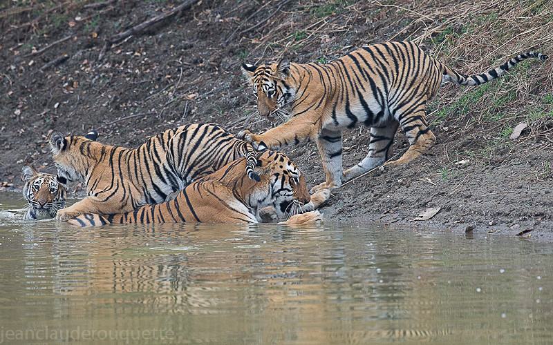  - Tadoba national park (India 2016)
