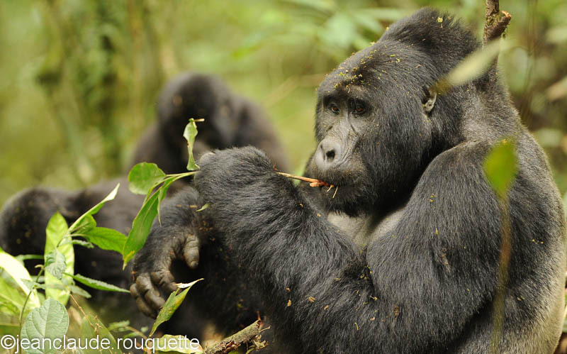 It's time to eat. - Bwindi impenetrable forest Uganda 2012