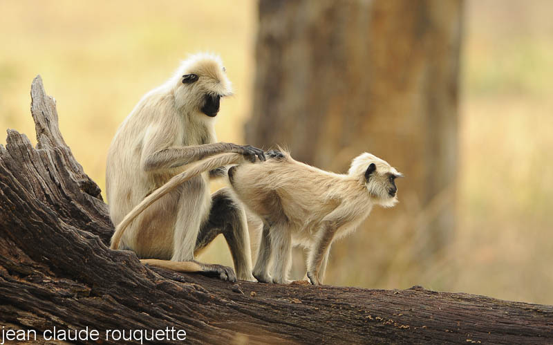 Grooming. - Kanha NP and Bandhavgarh (India 2010)