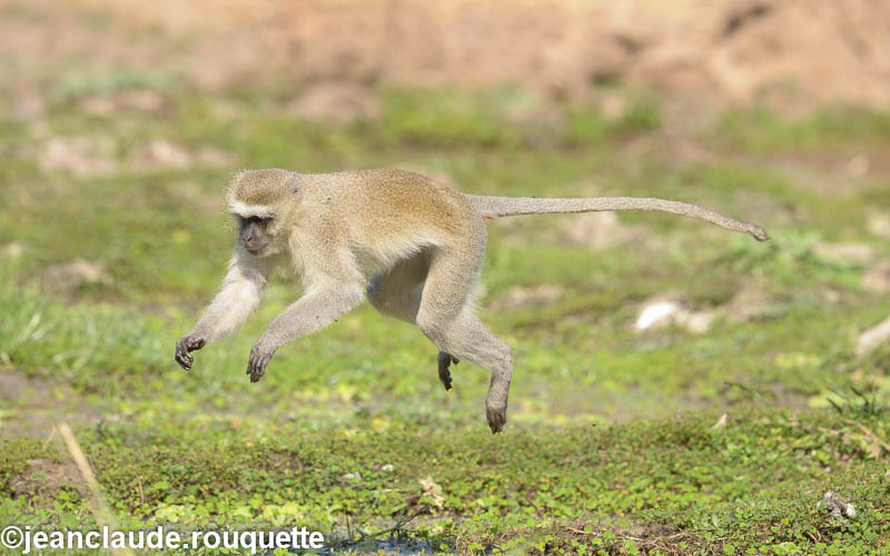 Male Vervet Monkey Jumping