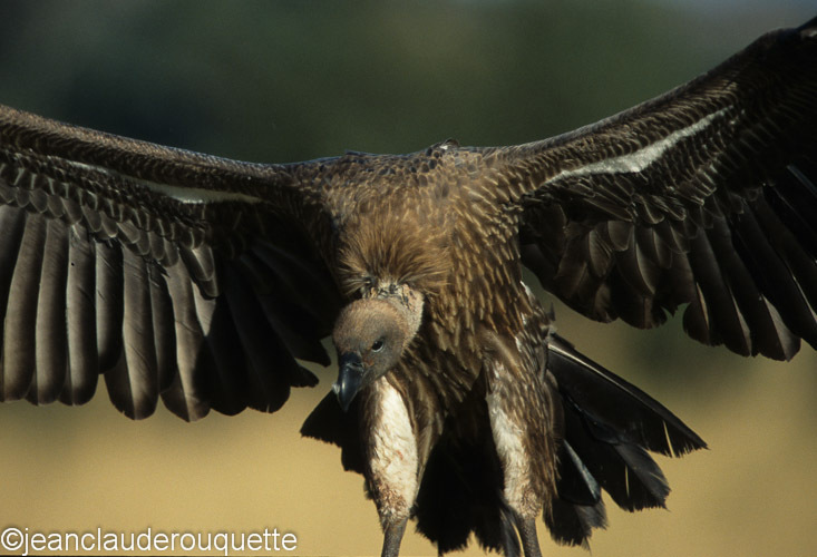 White-backed vulture - Serengeti N.P. and N'gorongoro Tanzania 1998, 2005 and 2006
