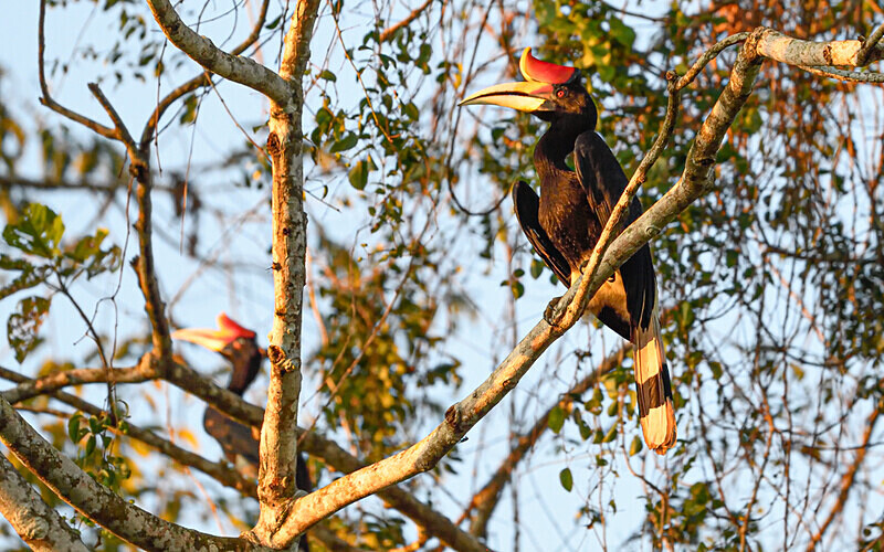 Kinabatangan river - Sabah avril 2024 Borneo Malaisie