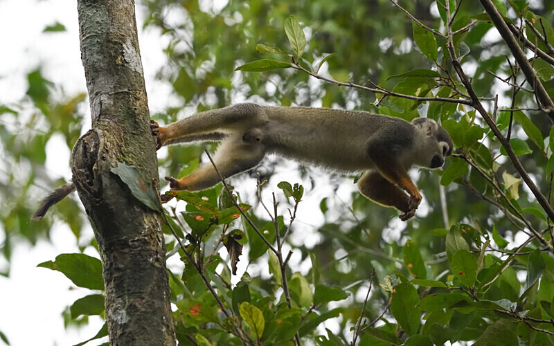 Squirrel Monkey - Pacaya Samiria Pérou 2022
