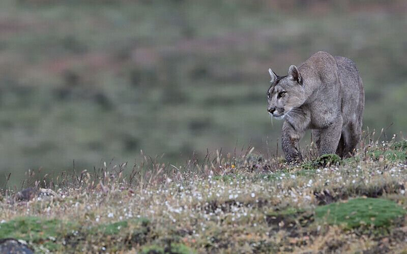 Petaque chasing - Patagonie Chilienne: Magellan Channel and Torres del Paine N.P.
