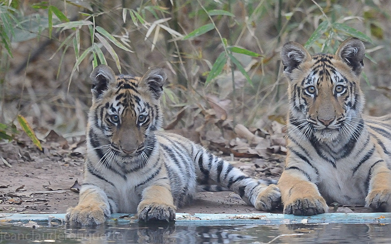But the cubs very curious spent few minutes more. - Tadoba national park (India 2016)