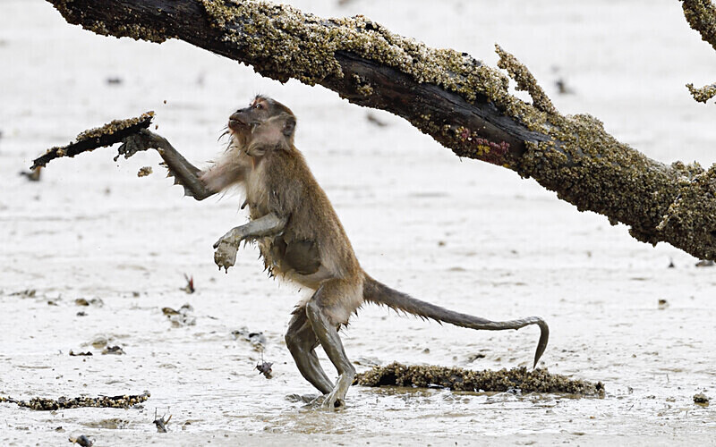 Long tailed macaque - Sarawak (avril 2024) Borneo Malaisie