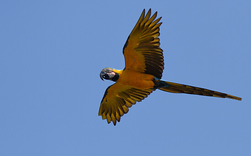 Blue and yellow macaw - Pacaya Samiria Pérou 2022