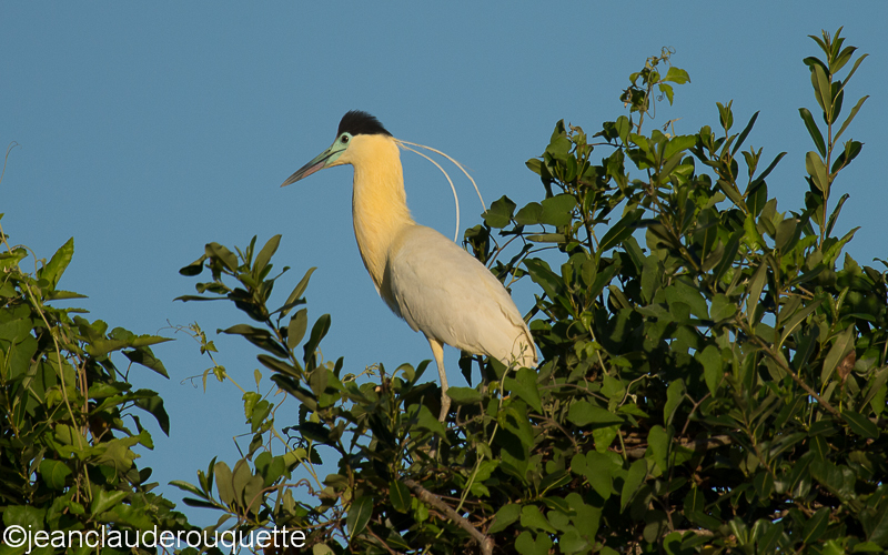 Capped heron - Pantanal Brazil 2015