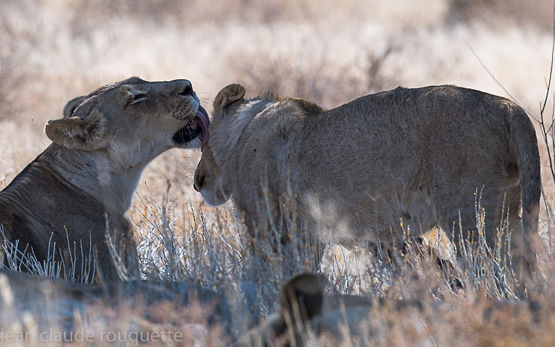  - Kgalagadi transfrontier park (2017)